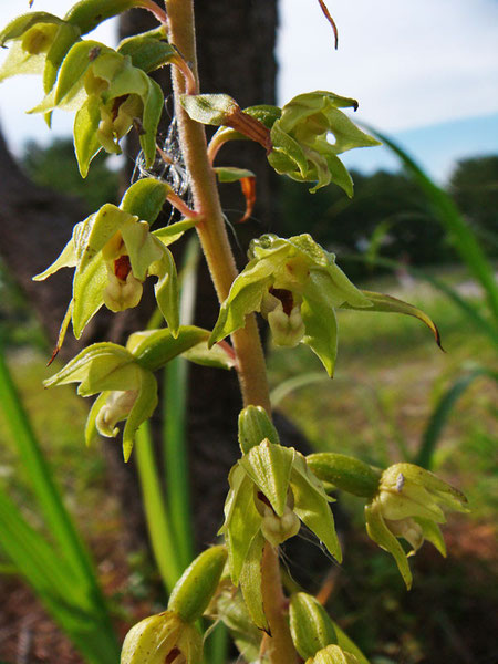 ハマカキラン　2012.06.17　茨城県