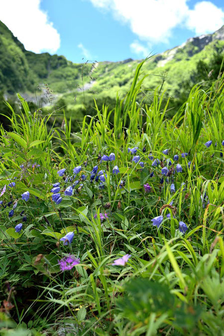 ミヤマシャジン (深山沙参)　キキョウ科 ツリガネニンジン属