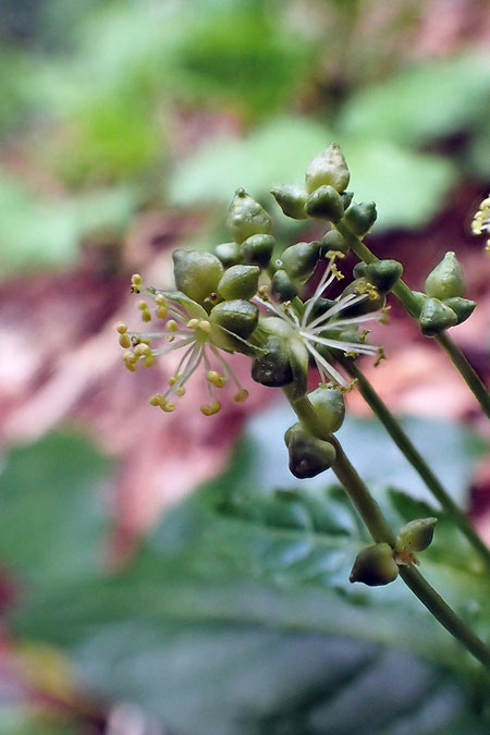 ヤマアイは雌雄異株。これは雄花。　私たち以外、注目する人はいなかった