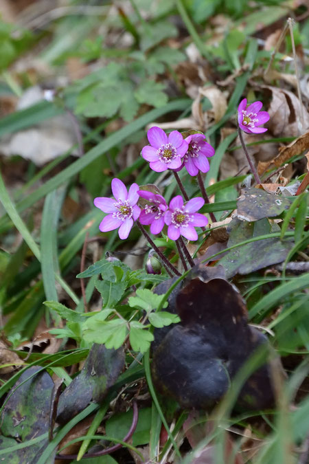 ピンク色が濃いめの花。　これまた数は少ない。