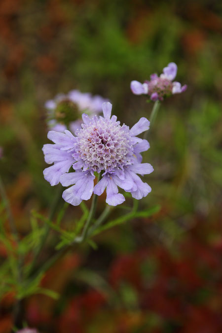 マツムシソウの花は花はキク科のように中央部の多数の筒状花と周辺部の舌状花から成ります