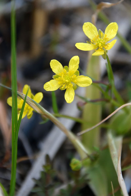 ヒキノカサ　　名の由来は花を蛙の傘に見立てたことから