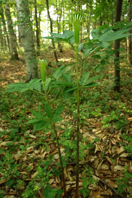 　マムシグサ　2009.06.13　　長野県　菅平高原