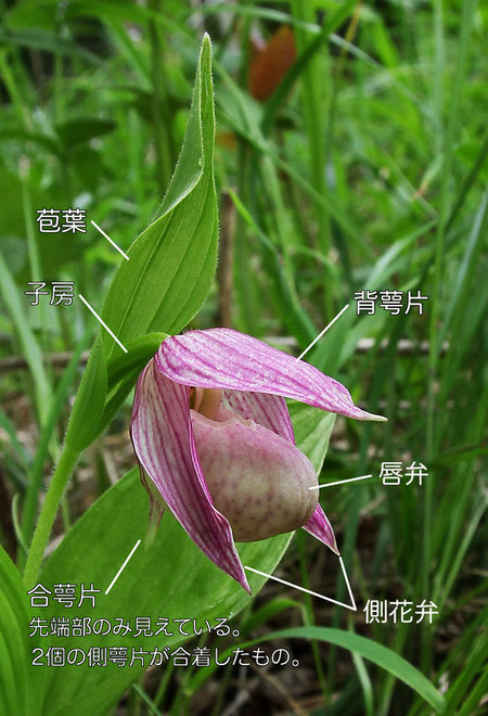 アツモリソウの花の構造（背萼片、側花弁、合萼片、唇弁、苞葉、子房）