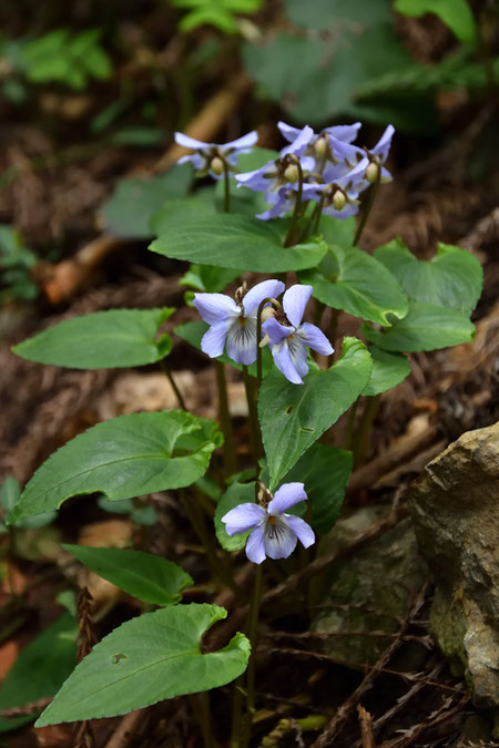 ナガバノスミレサイシン　　奥には後ろ向きの花たちが