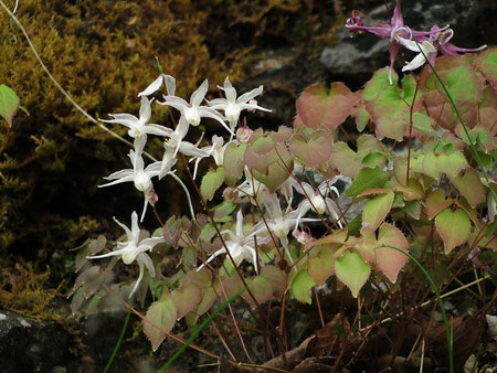 　イカリソウの白花