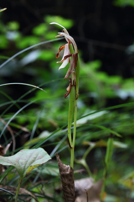 マヤラン　花が終わり果実が熟し始めている株もあった