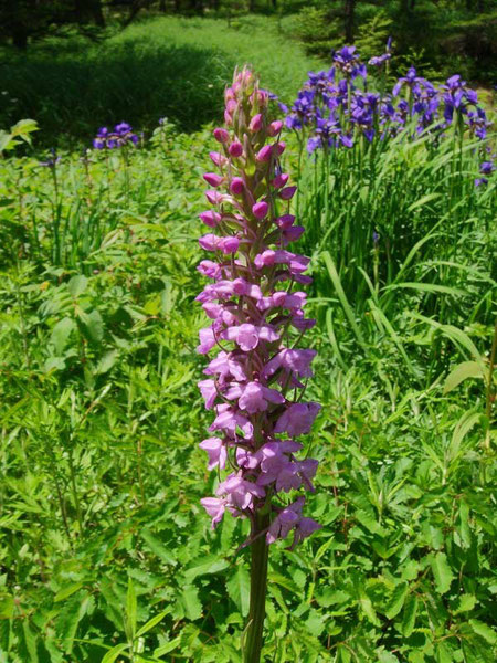 テガタチドリ　　2012.07.17　長野県　　後方の花はアヤメ