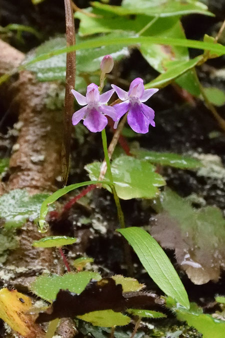 アワチドリの花色が濃かった個体。　つぼみも見える