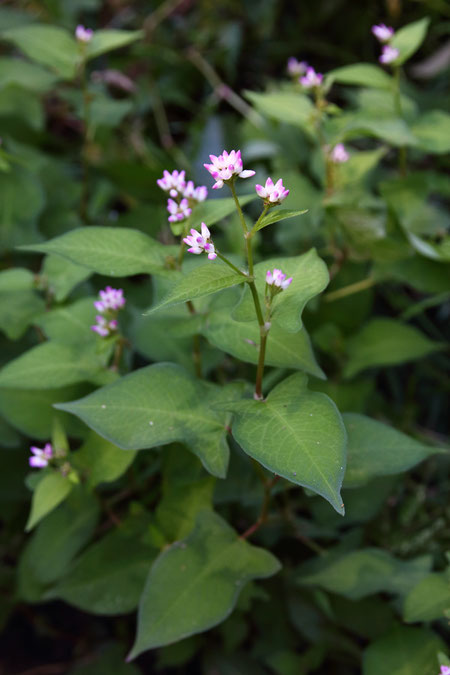 ミゾソバ (溝蕎麦)　タデ科 イヌタデ属　　珍しくないですが花は可愛い