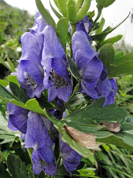 イブキトリカブト　(伊吹鳥兜)　キンポウゲ科 トリカブト属　　2010.08.29 岐阜県伊吹山