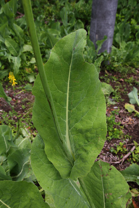 ヤマタバコの茎葉も大きく、基部は茎を抱きます