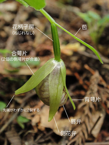 コアツモリソウの花を左側面から花を見る（苞、花柄子房、背萼片、唇弁、側花弁、合萼片）