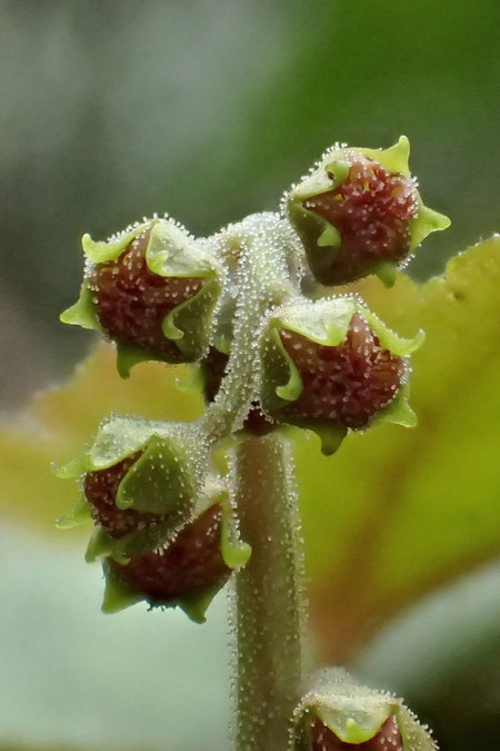 コチャルメルソウの蕾　　複雑な形の花弁をうまく丸め込んでいるのですね