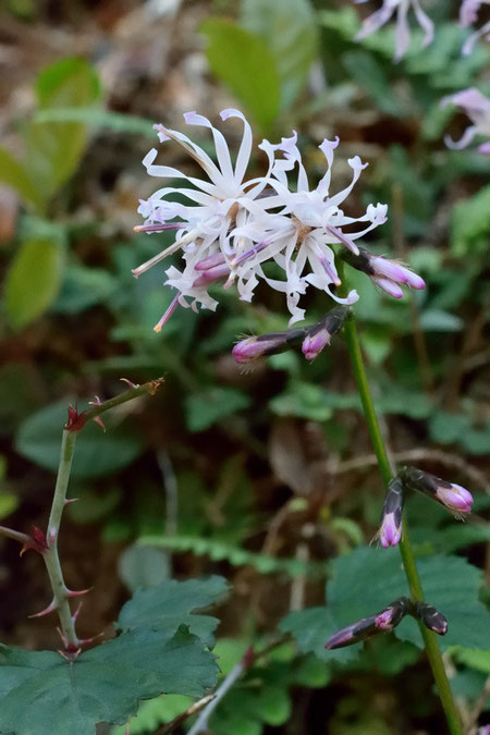 エンシュウハグマ　この個体は花冠裂片の巻き具体が強い　いろいろ個性があるね