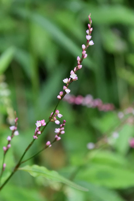 ハナタデの花被は4または5裂します