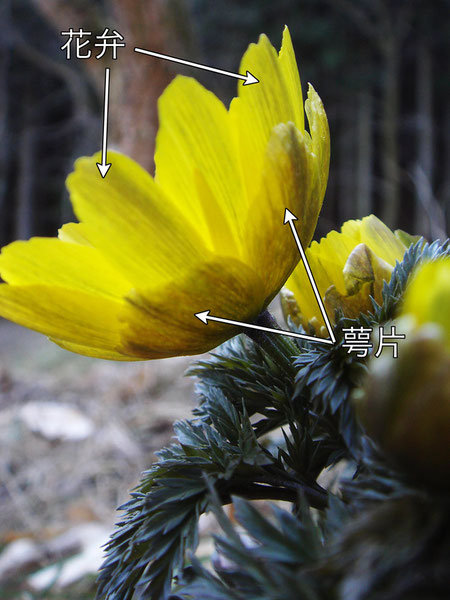 萼片の長さが花弁の半分ほどと短いので、ミチノクフクジュソウとしました