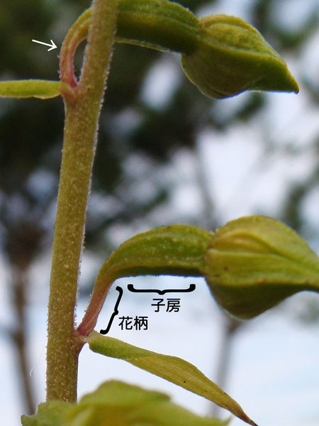 ハマカキランの花柄と子房は境界が明確。　花柄にねじれあり。