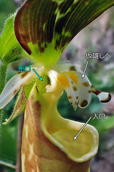 ＃１０　キバナノアツモリソウの花の中心部の様子