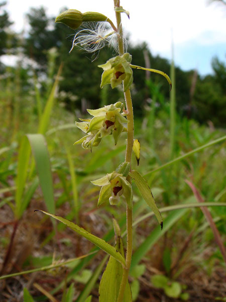 ハマカキランは、最近の研究でエゾスズラン（アオスズラン）と同種と判明