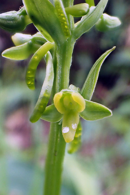 ホソバノキソチドリの花　　蜜が詰まった距に気泡が見える