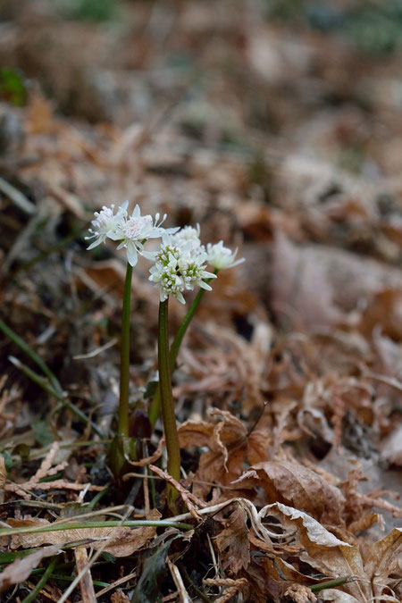 セリバオウレン (芹葉黄蓮)　キンポウゲ科 オウレン属　2017.02.14　東京都