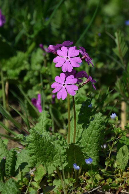 サクラソウは、サクラソウ科サクラソウ属の植物。　準絶滅危惧の種