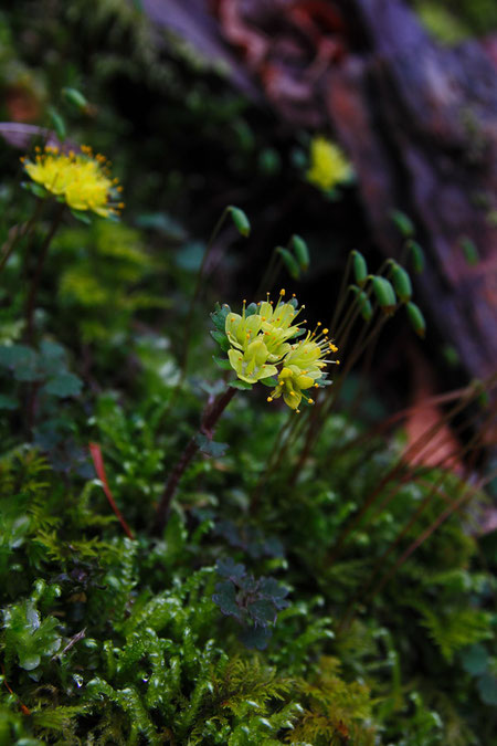 　2012.04.21　山梨県