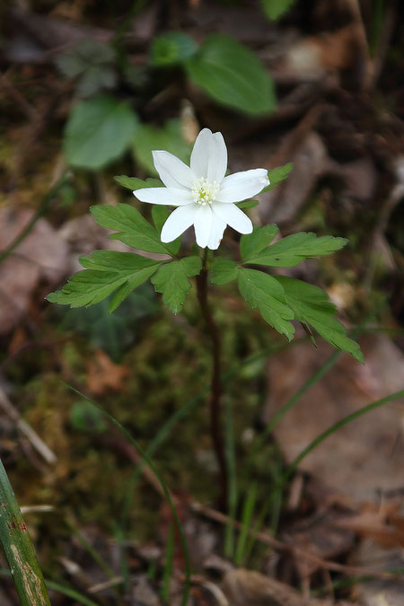 キクザキイチゲ　(菊咲一華)　キンポウゲ科　イチリンソウ属　葉が切れ込む