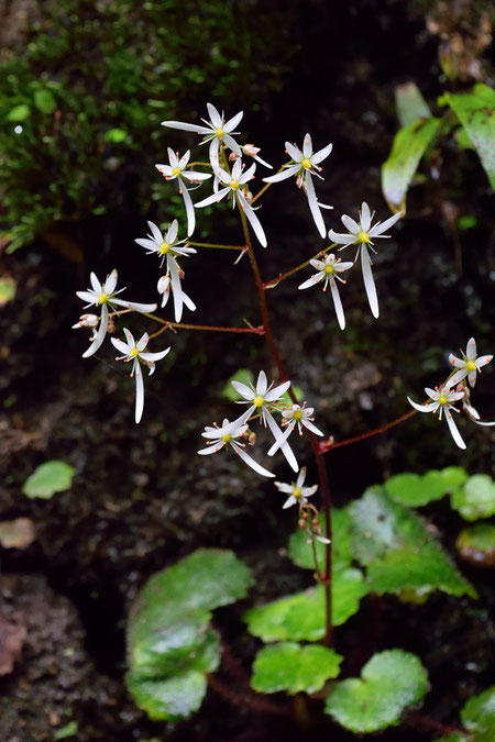 ダイモンジソウの花　まるで夜空の花火のよう