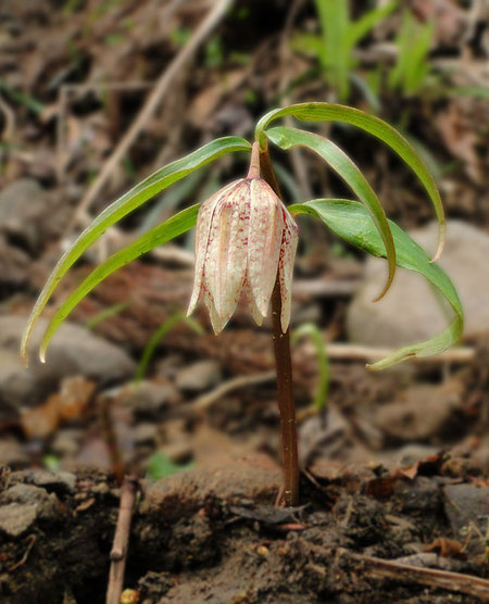 ミノコバイモ　(美濃小貝母)　ユリ科 バイモ属　　2010.04.04 岐阜県