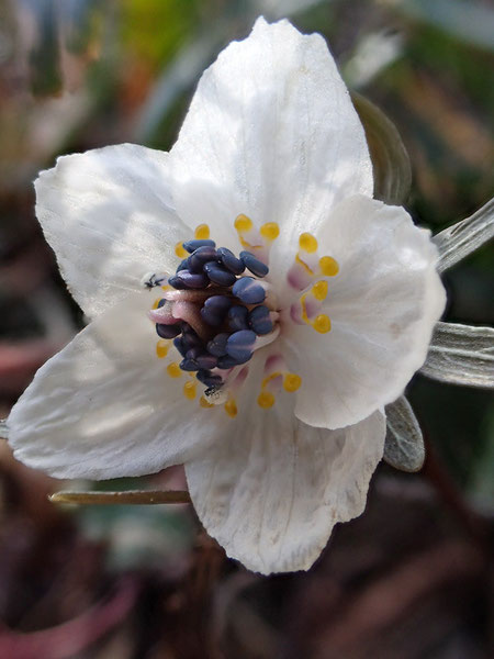 セツブンソウの花弁の様に見える白い部分は萼片。花弁は黄色い部分です。