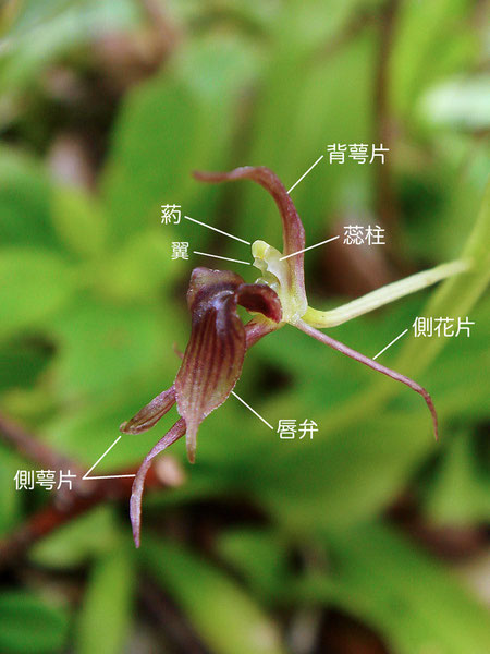 ジガバチソウの花の構造（背萼片、側花弁、側萼片、唇弁、蕊柱、葯、翼）