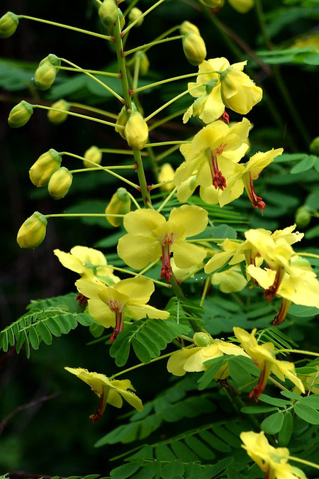 状態のよいジャケツイバラの花をこんなに近くで見たのは初めてかな