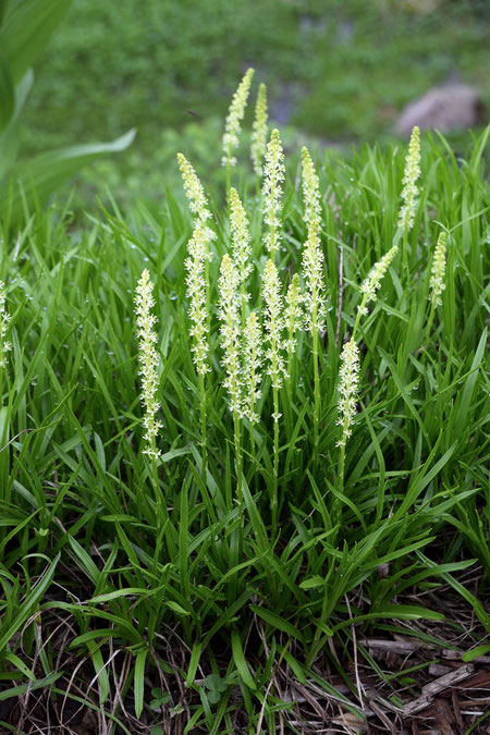 オゼソウの花茎は高さ10〜20cmほど。　総状花序に多数の花をつけます