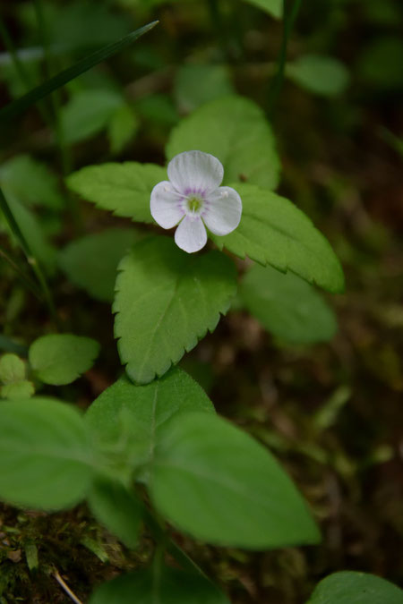 花色の白さ、葉の鋸歯の低さ、茎の毛の開出毛からヤマクワガタとしました