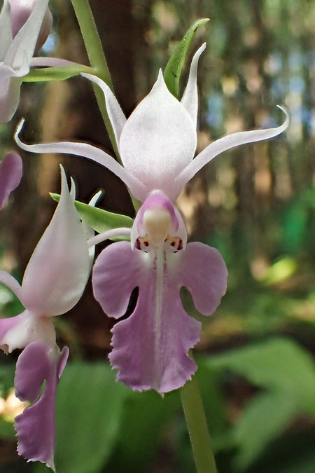 ナツエビネの花　　いつ見ても優雅です