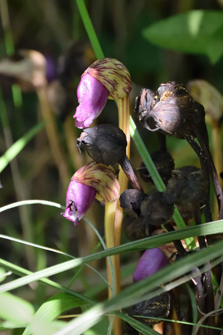 ナンバンギセル (南蛮煙管)　ハマウツボ科 ナンバンギセル属　　花は終わり