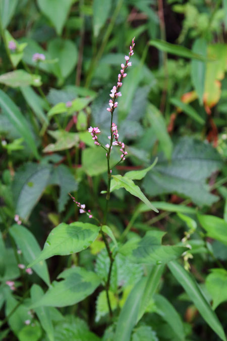  ハナタデ (花蓼)　タデ科 イヌタデ属　　葉の中央部に斑紋があることが多い