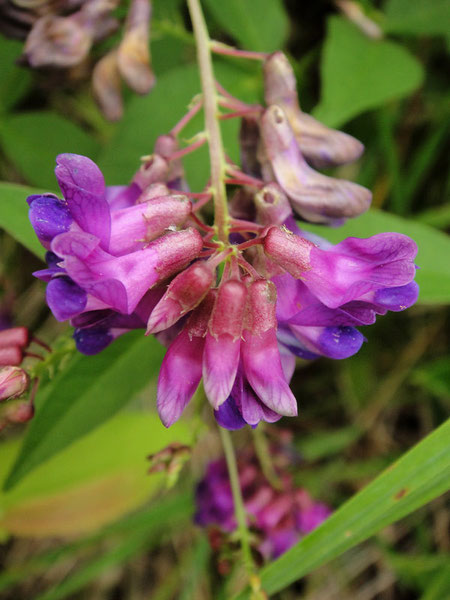 ナンテンハギ　2010.07.31　群馬県　高峰高原