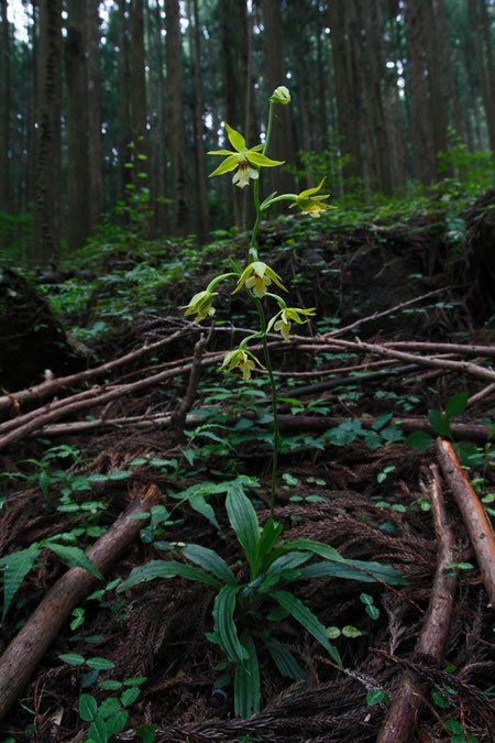 キンセイラン（金精蘭）　ラン科 エビネ属　2013.06.30　東海地方