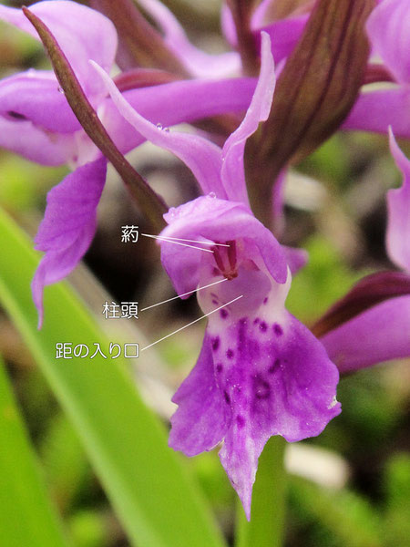 ハクサンチドリの花の構造-2（葯、柱頭、距の入口）