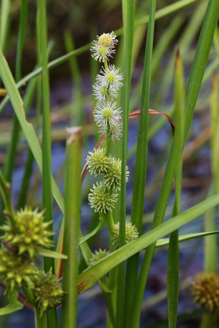 ミクリは花序の上部に雄性頭花、株に雌性頭花をつけます