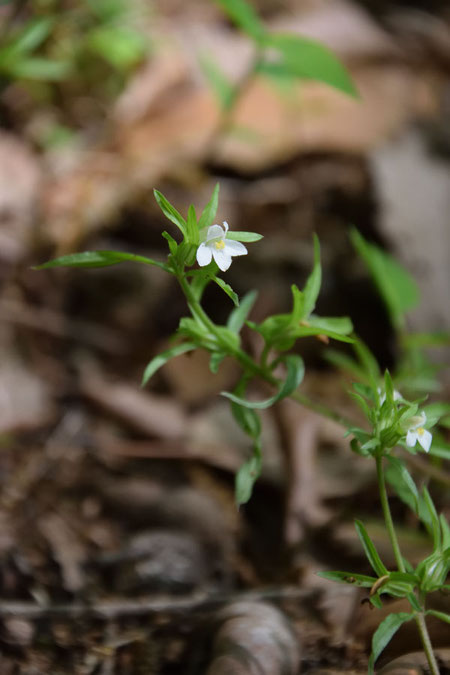 クチナシグサは、茎の途中にいくつも花をつけ、茎頂にも1〜2個の花をつけていた