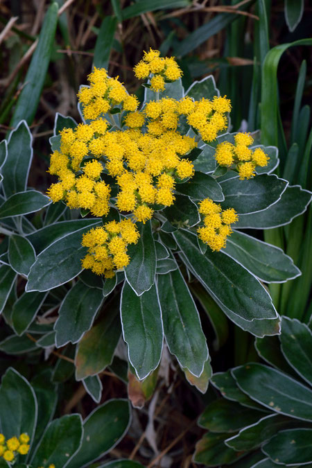 イソギク (磯菊)　キク科 キク属　　筒状花のみで、舌状花はありません