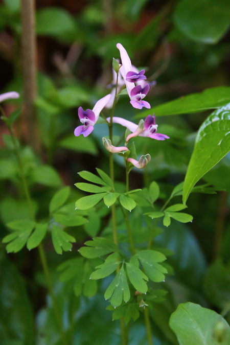 ジロボウエンゴサク　　咲き始めで、花も初々しい