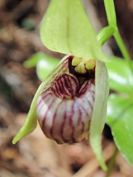 コアツモリソウ - 野山に自然に咲く花のページ