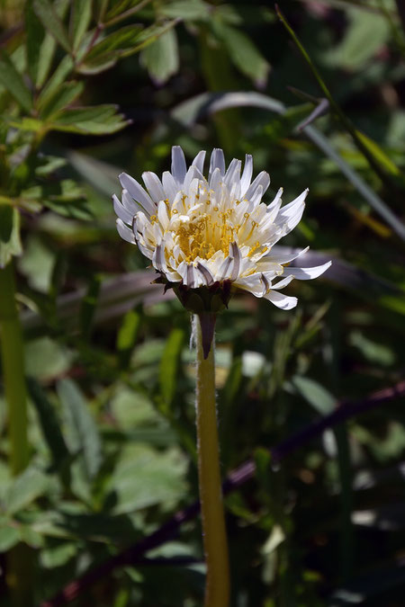 シロバナタンポポの頭花は他のタンポポより小さく、舌状花の数も少ない