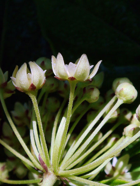 花の側面。花冠は反り返らず、内側に巻きます。 小さな褐色の萼が見える
