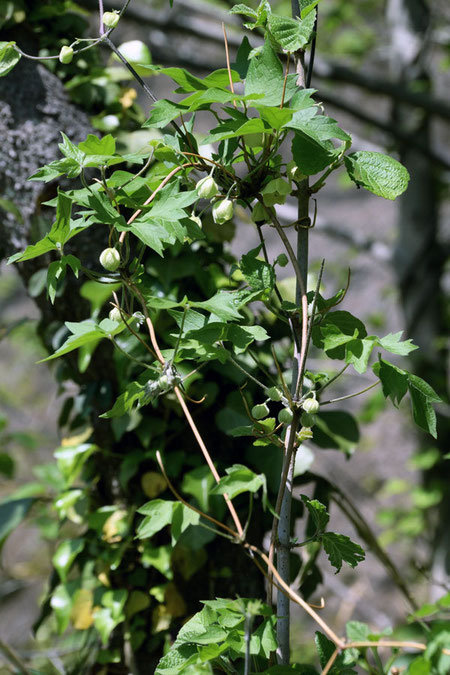 シロバナハンショウヅルは、いろいろな植物に絡みついていた